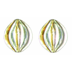 Clips Boutons Oignon